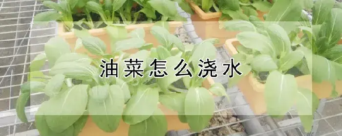 油菜怎么浇水