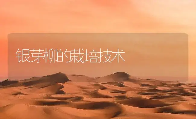 银芽柳的栽培技术 | 植物知识