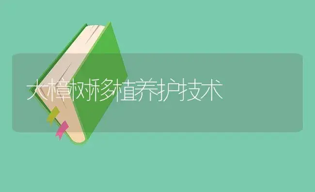 大樟树移植养护技术 | 植物知识