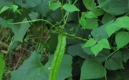 四棱豆各时期花蕾脱落的原因及防治措施