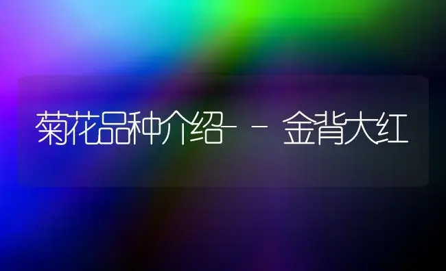 菊花品种介绍--金背大红 | 植物知识