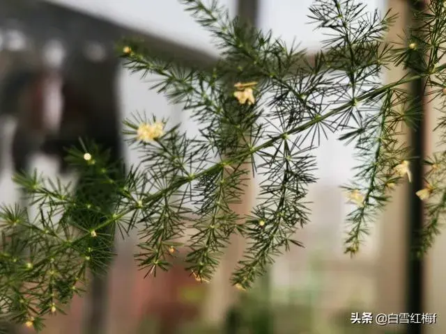 盆栽文竹属于什么科木植物，有什么好方法让它叶子不枯黄？