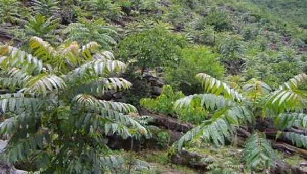 香椿种植技术