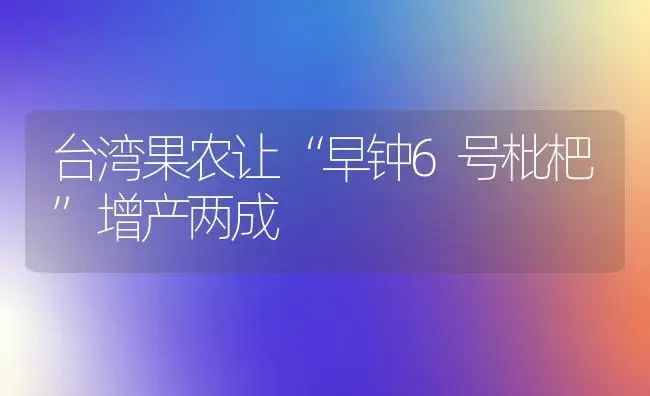 台湾果农让“早钟6号枇杷”增产两成 | 植物百科