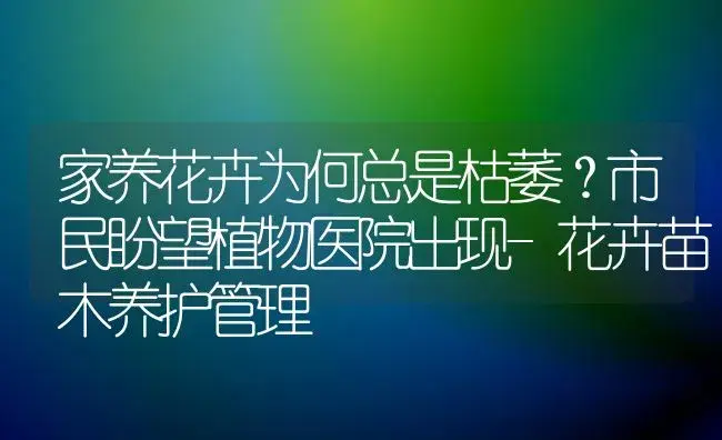 家养花卉为何总是枯萎？市民盼望植物医院出现-花卉苗木养护管理 | 植物科普