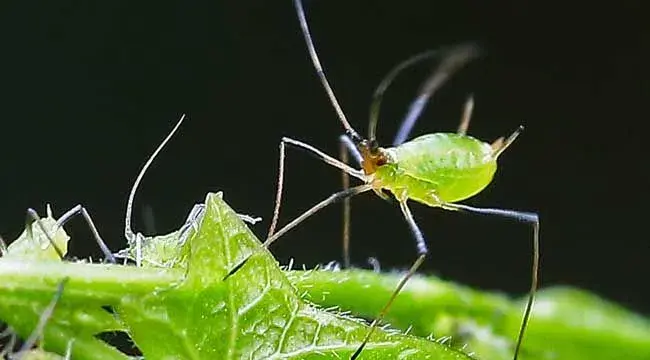 蚜虫的生物防治方法