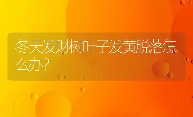 冬天发财树叶子发黄脱落怎么办？ | 植物问答