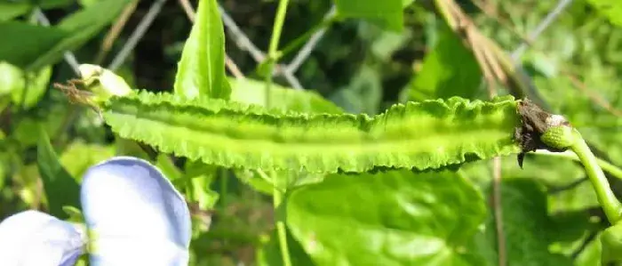 种植四棱豆前景好吗