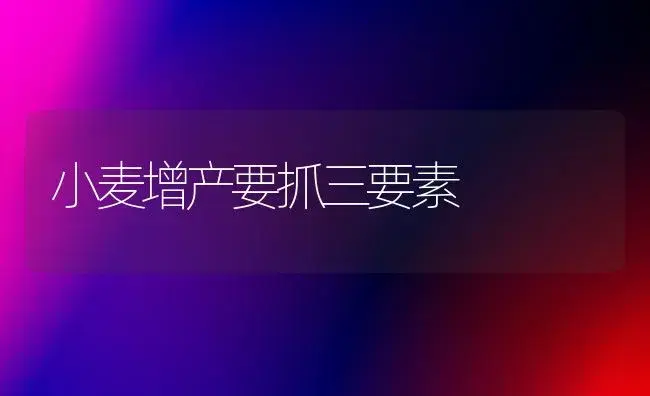 小麦增产要抓三要素 | 植物科普