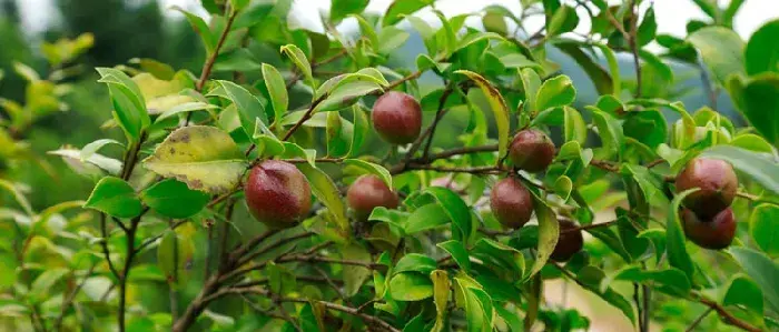 油茶知识及种植管理技术