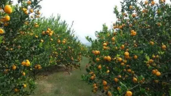 柑橘种植技术与管理