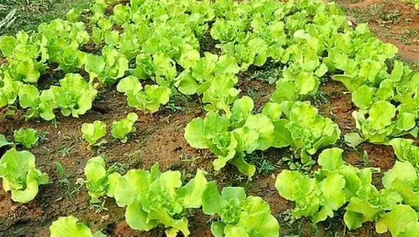 生菜栽培技术