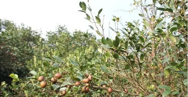 种一亩山茶树利润多少 山林种山茶树有补贴吗