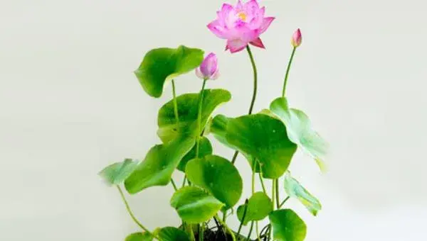 盆栽荷花怎么养 荷花盆景养殖方法与注意事项