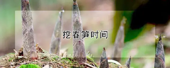 挖春笋时间