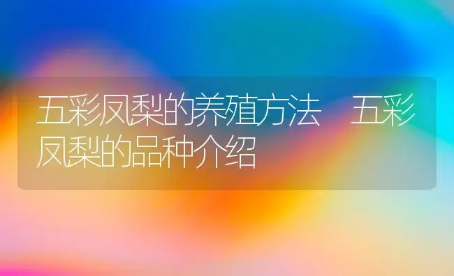 五彩凤梨的养殖方法 五彩凤梨的品种介绍 | 植物科普