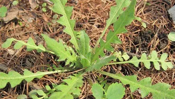 家庭阳台几月能种荠菜 荠菜阳台种植方法