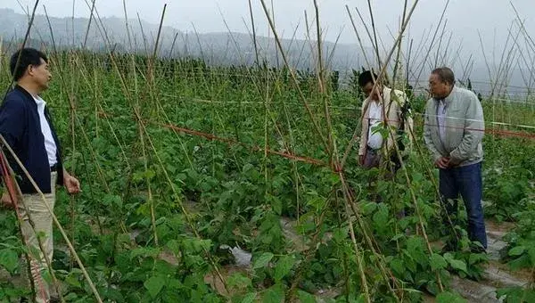 豆角大棚种植技术