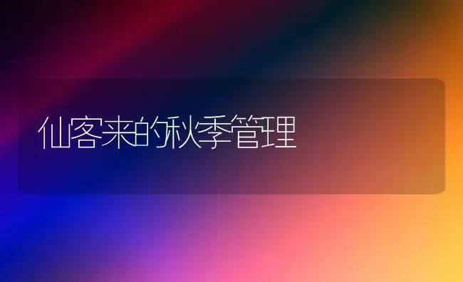 仙客来的秋季管理 | 植物科普