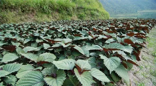 紫苏田间管理要点