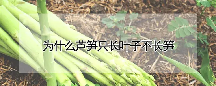 为什么芦笋只长叶子不长笋