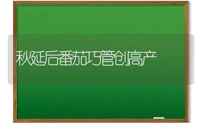 秋延后番茄巧管创高产 | 植物科普