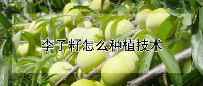 李子籽怎么种植技术