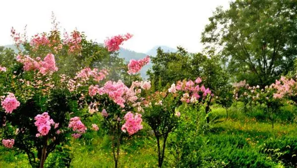 紫薇花盆景制作方法 紫薇花盆景怎么造型好看