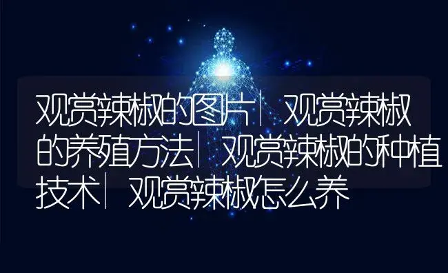 西瓜嫁接栽培 | 植物科普