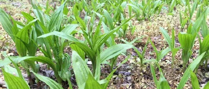 怎样种植白芨？做好田间管理，保持土壤湿润