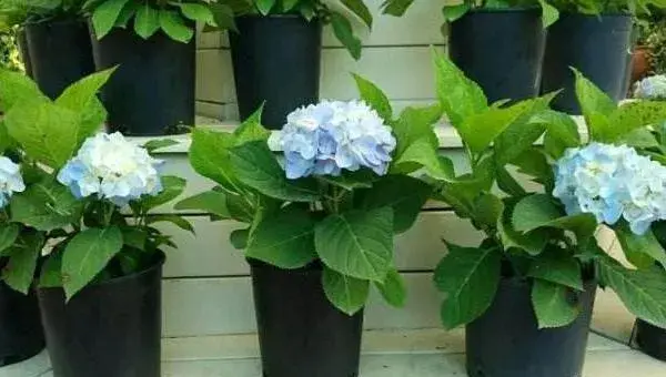 八仙花叶子发黄怎么办 八仙花怎么修剪枝叶好看