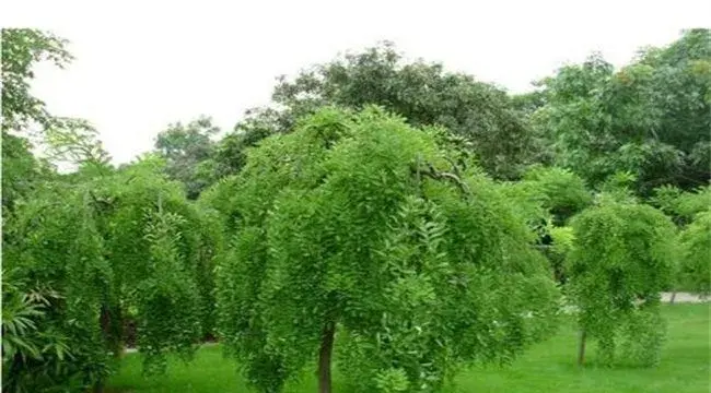 龙爪槐种植技术