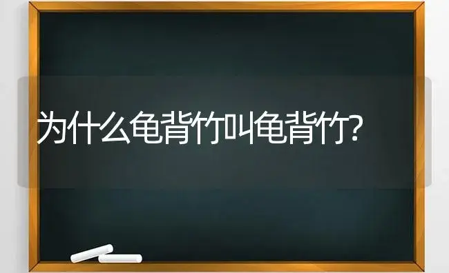 为什么龟背竹叫龟背竹？ | 植物问答