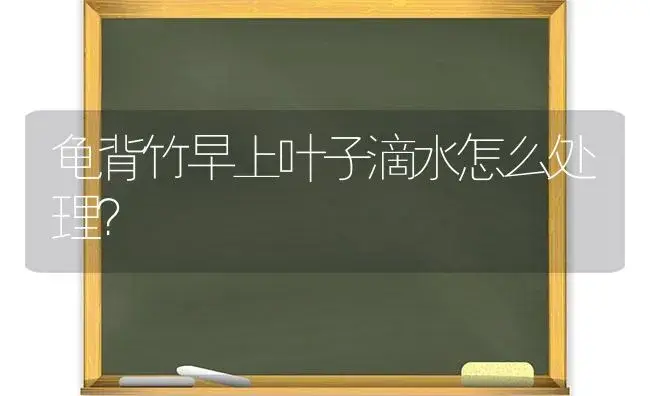 龟背竹早上叶子滴水怎么处理？ | 植物问答