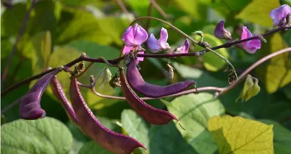 紫扁豆科学种植技术