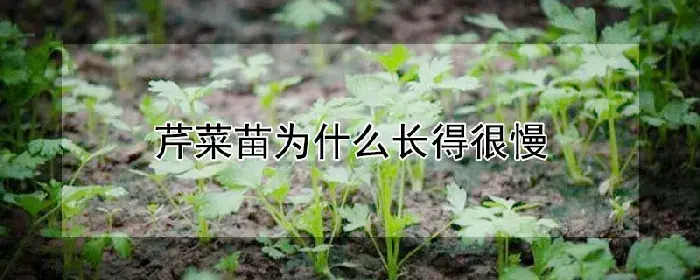 芹菜苗为什么长得很慢