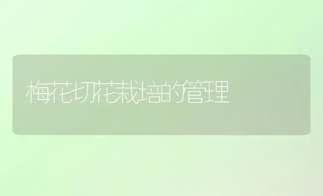 梅花切花栽培的管理 | 植物知识