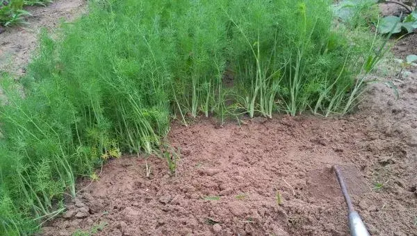 茴香种植时间和方法  茴香的田间管理技术