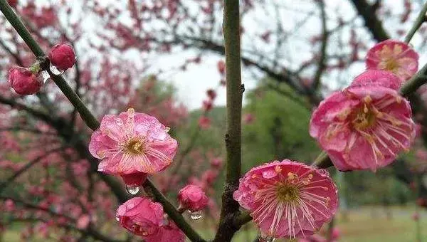 海棠梅花的养殖方法