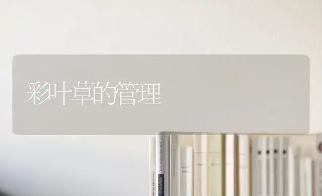 彩叶草的管理 | 植物科普