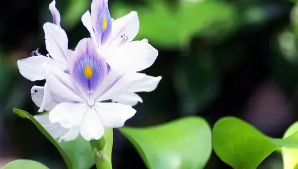 2018种水葫芦赚钱吗？水葫芦种植的利润与投资成本及前景预测