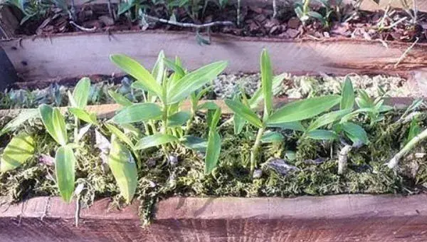 铁皮石斛栽培方法 石斛种植环境
