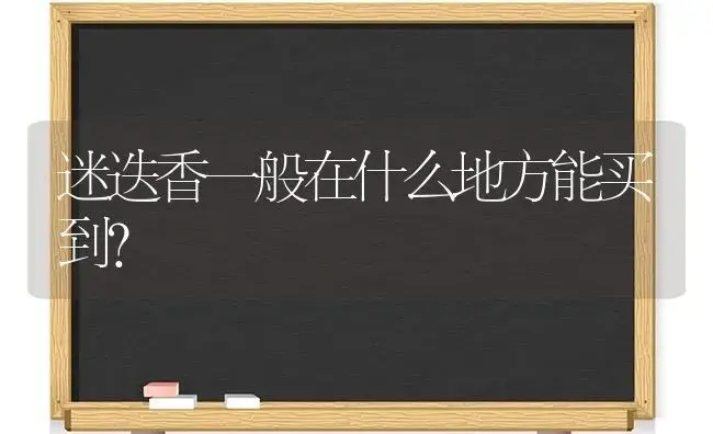 迷迭香一般在什么地方能买到？ | 植物问答