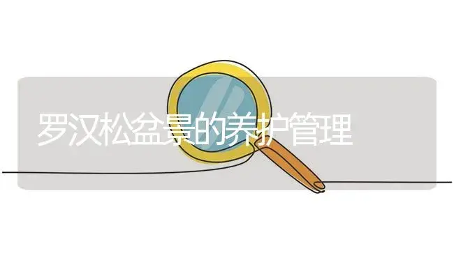 罗汉松盆景的养护管理 | 植物知识