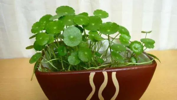金钱草水培怎么养 水培金钱草几天能发芽