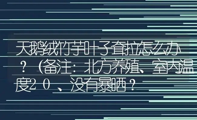 天鹅绒竹芋叶子耷拉怎么办？（备注：北方养殖、室内温度20、没有暴晒？ | 植物问答