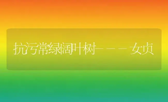 抗污常绿阔叶树---女贞（图） | 植物科普