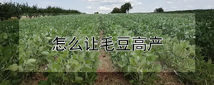 怎么让毛豆高产