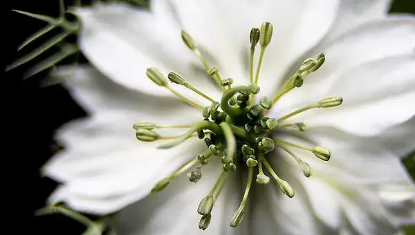 黑种草怎么种 黑种草种植方法与注意事项