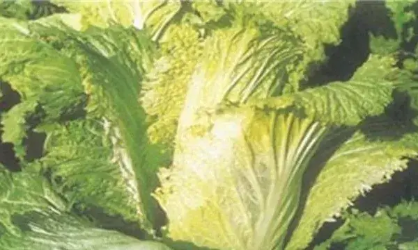 大白菜怎样防止低温冻害